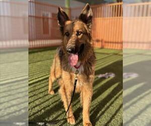 German Shepherd Dog-Unknown Mix Dogs for adoption in Las Vegas, NV, USA