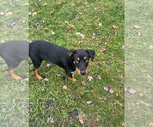 Rottweiler-Unknown Mix Dogs for adoption in Germantown, OH, USA