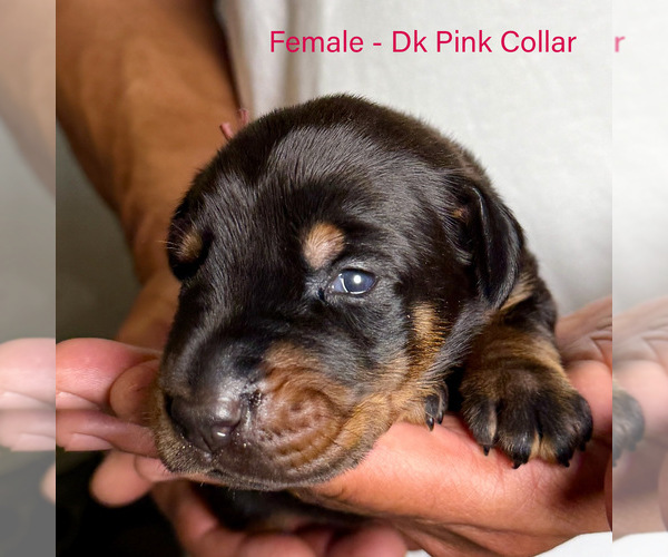 Medium Photo #15 Doberman Pinscher Puppy For Sale in LAKELAND, FL, USA