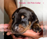 Small #14 Doberman Pinscher