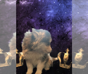 Pomsky-Unknown Mix Puppy for sale in PALMDALE, CA, USA