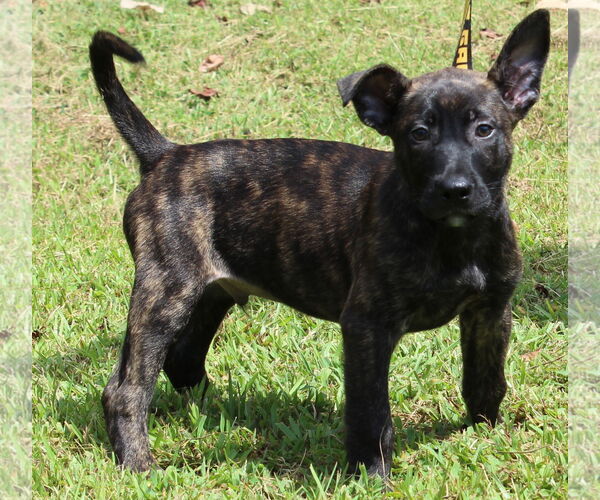 Medium Photo #3 Mutt Puppy For Sale in Prattville, AL, USA