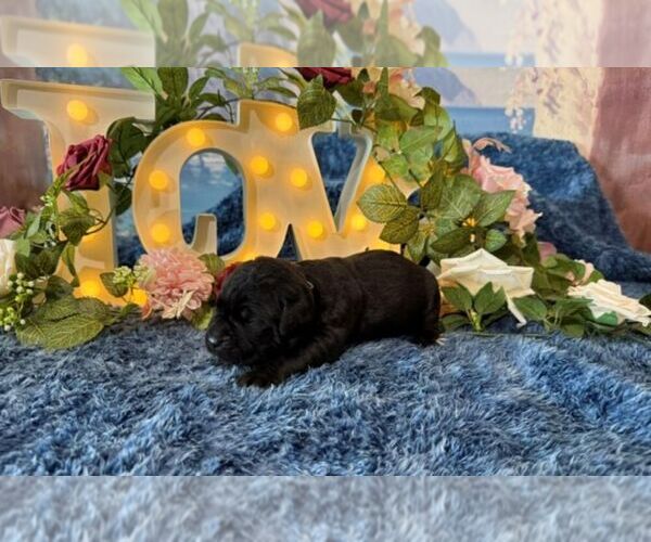 Medium Photo #3 Cane Corso Puppy For Sale in OOLOGAH, OK, USA
