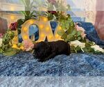 Small #2 Cane Corso