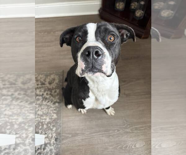 Medium Photo #1 Boxer-Unknown Mix Puppy For Sale in Dumont, NJ, USA