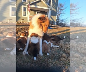 Collie Puppy for sale in BLUFFTON, IN, USA