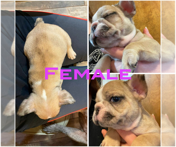 Medium Photo #26 French Bulldog Puppy For Sale in LILLINGTON, NC, USA
