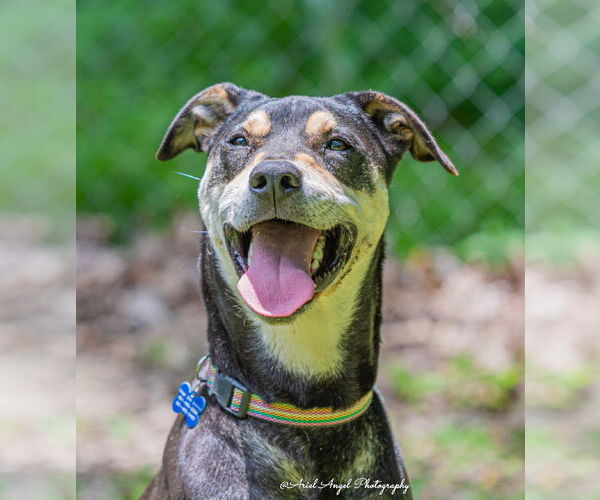 Medium Photo #12 Rottweiler-Unknown Mix Puppy For Sale in Munford, TN, USA