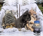 Small Photo #60 French Bulldog Puppy For Sale in MIMS, FL, USA