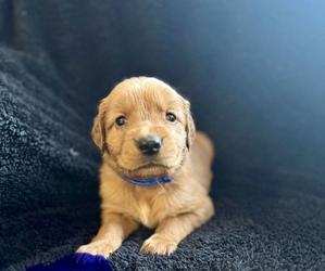 Golden Retriever Puppy for sale in JACKSONVILLE, FL, USA