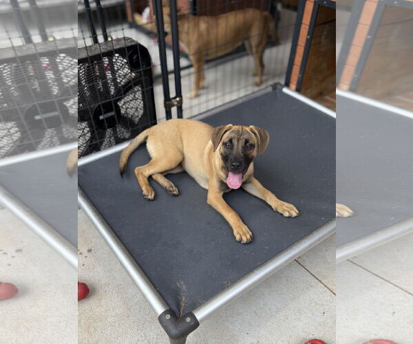 Medium Photo #11 Mutt Puppy For Sale in Decatur, GA, USA