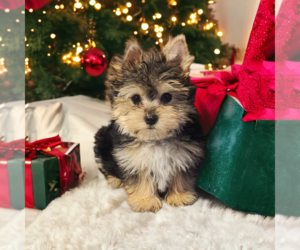 Yorkshire Terrier Puppy for sale in MAIDEN, NC, USA