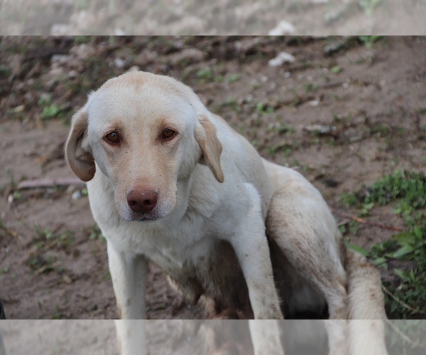 Medium Photo #2 Labrador Retriever Puppy For Sale in WORTHINGTON, IN, USA