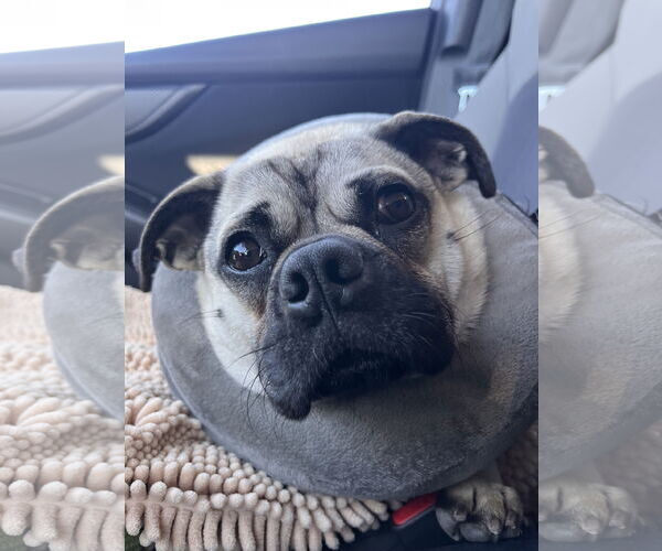 Medium Photo #6 Pug-Unknown Mix Puppy For Sale in San Jose, CA, USA
