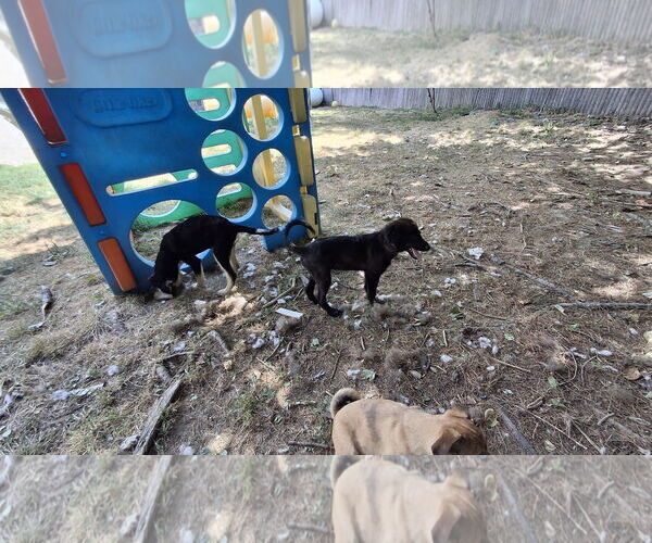Medium Photo #14 Collie-Labrador Retriever Mix Puppy For Sale in Sebec, ME, USA