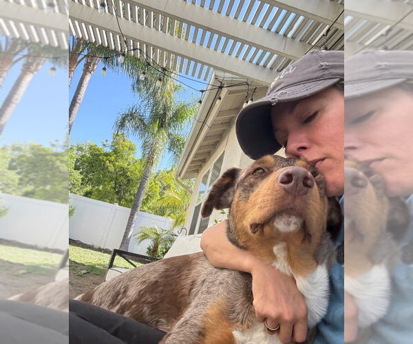 Medium Photo #4 Mutt Puppy For Sale in Lake Forest, CA, USA