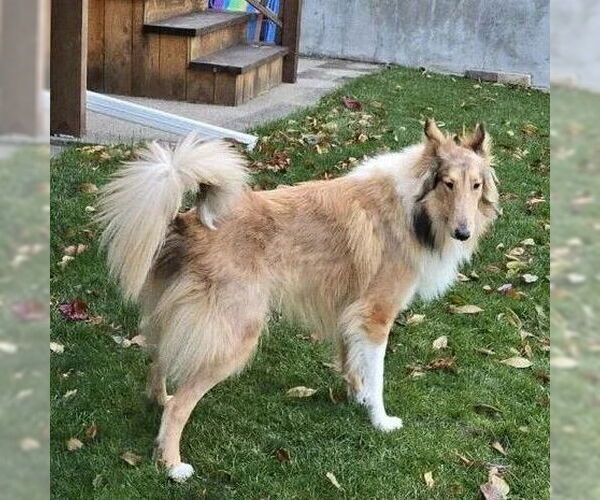 Medium Photo #3 Collie Puppy For Sale in Dublin, OH, USA
