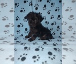 Small #9 YorkiePoo