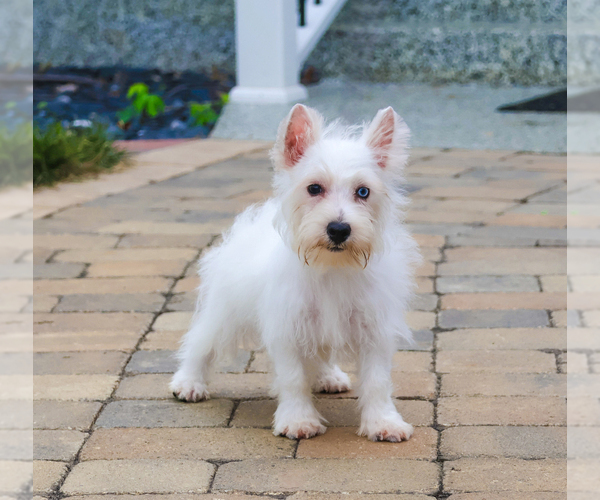 Medium Photo #4 Poodle (Toy)-West Highland White Terrier Mix Puppy For Sale in SYRACUSE, IN, USA