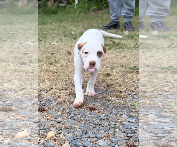 Medium Photo #1 Pointer-Unknown Mix Puppy For Sale in Albemarle, NC, USA