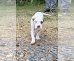 Small Pointer Mix