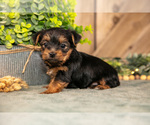Puppy Flash Yorkshire Terrier
