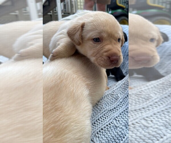 Full screen Photo #6 Labrador Retriever Puppy For Sale in ARLINGTON, VA, USA