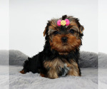 Small #3 Yorkshire Terrier