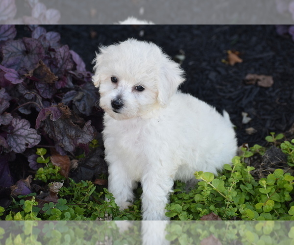 Medium Photo #3 Bichpoo Puppy For Sale in ELDORADO, OH, USA