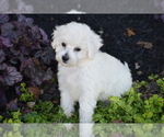 Bunny - Female Bichpoo Puppy for Sale - Photo #3