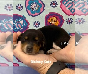 Dachshund Puppy for sale in WINNSBORO, LA, USA