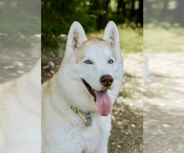 Medium Photo #2 Siberian Husky Puppy For Sale in Carrollton, TX, USA