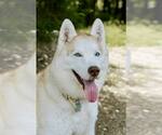 Small #1 Siberian Husky
