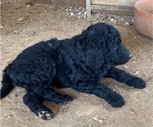 Goldendoodle-Poodle (Standard) Mix Puppy for sale in SCOTTSDALE, AZ, USA