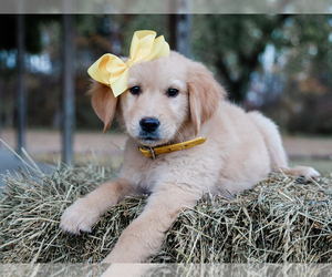 Golden Retriever Puppy for sale in LIBERTY, KY, USA