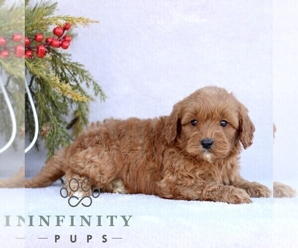 Medium Photo #4 Goldendoodle (Miniature) Puppy For Sale in EPHRATA, PA, USA