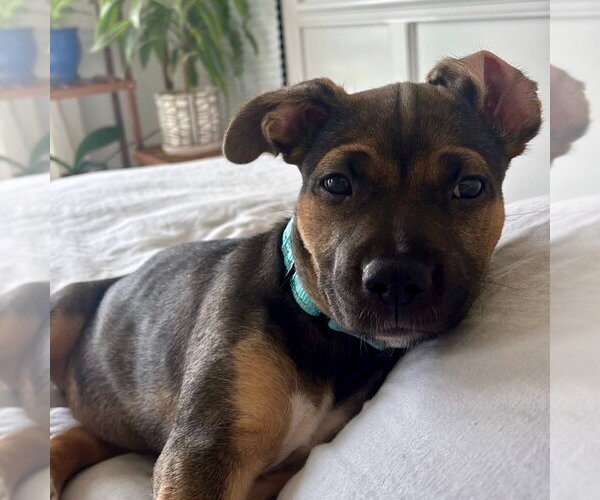 Medium Photo #5 Mutt Puppy For Sale in San Juan Capistrano, CA, USA
