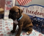 Small #2 Boxer