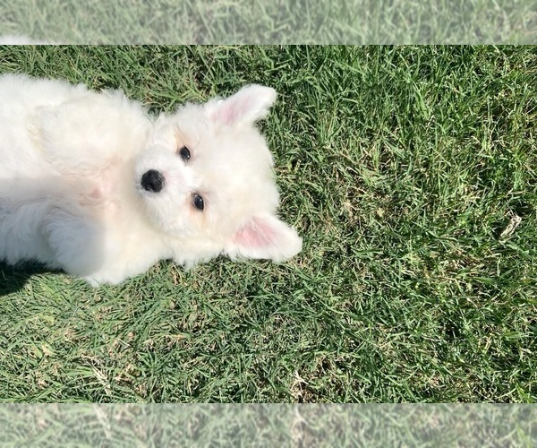 Medium Photo #17 Bichon Frise Puppy For Sale in PELZER, SC, USA