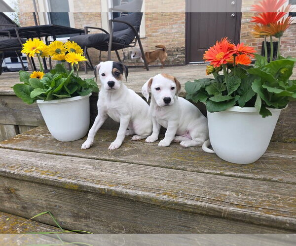 Medium Photo #5 Basset Hound-Unknown Mix Puppy For Sale in New London, WI, USA