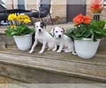 Small #4 Basset Hound Mix