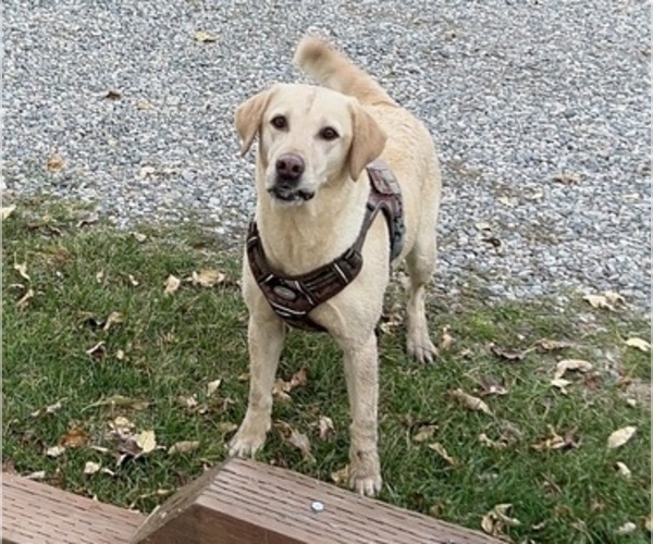 Medium Photo #1 Golden Labrador Puppy For Sale in BUCKEYE, AZ, USA