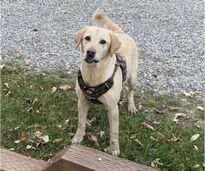 Mother of the Golden Labrador puppies born on 06/02/2025