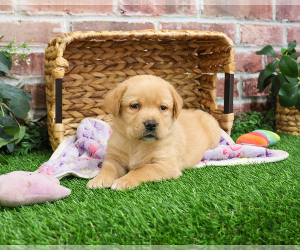 Medium Photo #2 Labrador Retriever Puppy For Sale in SYRACUSE, IN, USA