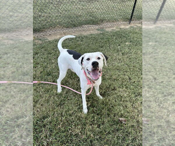 Medium Photo #2 Mutt Puppy For Sale in Evansville, IN, USA