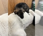 Small Photo #8 German Shepherd Dog Puppy For Sale in WADENA, MN, USA