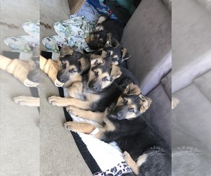German Shepherd Dog Puppy for sale in DIX HILLS, NY, USA
