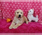 Small Photo #1 Goldendoodle-Poodle (Standard) Mix Puppy For Sale in PEYTON, CO, USA