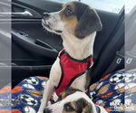 Small #2 Beagle-Coonhound Mix