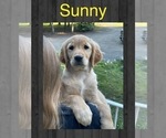 Puppy Sunny Golden Retriever